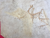 Archaeopteryx lithographicia , the Munich Specimen