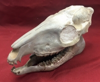 Mesohippus bairdi, authentic horse skull