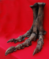 Tyrannosaurus rex complete foot