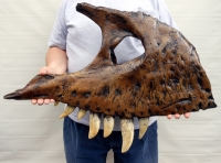 Tyrannosaurus rex, right maxilla