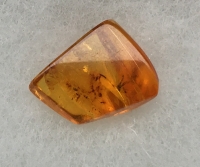 Spider In Baltic Amber, 40 Million Years Old