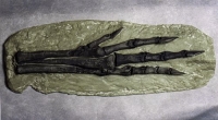 Chirostenotes, Dinosaur Foot