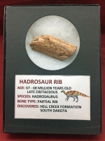 Authentic Hadrosaur Dinosaur Fossil Rib Bone Section