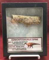 Authentic Edmontosaurus Dinosaur Fossil Neural Spine Bone Section