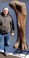 Apatosaurus, femur on stand