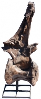 Ultrasaurus, dorsal vertebra