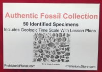 50 Specimen Fossil Collection, Identified & Authentic