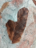 Glossopteris Leaves, replica