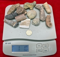 1 Pound Authentic  Fossil Mix for Collecting & Mining