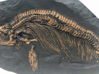 Ichthyosaur, marine reptile skeleton 57 Inches