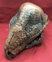 Stegoceras, skull (Pachycephalosaurus)