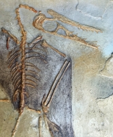 Rhamphorynchus muensteri, Pterosaur, Jurassic