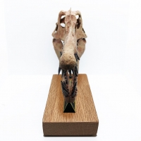 Spinosaurus aegyptiacus, Skull 1/7 Scale 3D Printed, Replica