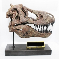 Tyrannosaurus rex, Skull 1/8 Scale 3D Printed, Replica