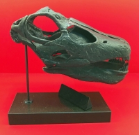 Brontosaurus, Skull 1/4 Scale 3D Printed, Replica