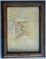 Ctenochasma elegans, a pterosaur