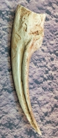 Struthiomimus Hand Claw
