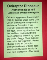 Authentic Oviraptor Dinosaur Fossil Eggshell in Display Case - Example Listing