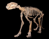 Panthera atrox Pleistocene American Lion Skull with stand
