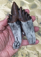 Basilosaurus,  early whale tooth molar