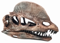 Dilophosaurus 3D printed adult skull