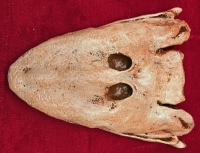 Tiktaalik Skull Transitional Form Bony Fish to Tetrapods