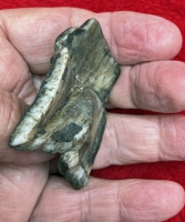 Mastodon Tooth Section (example) In Acrylic Display Case