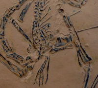 Pterodactylus antiquus, 1st described pterosaur #2
