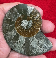 Authentic Fossil Ammonite Cleoniceras cleon in Acrylic Display Case