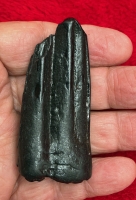 Authentic Pleistocene Horse Tooth in Acrylic Display Case