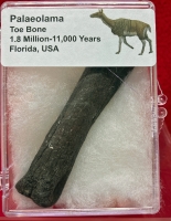Authentic Paleolama mirifica Toe Bone in Acrylic Display Case