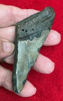 Authentic Partial Megalodon Tooth in Acrylic Display Case