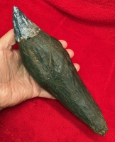 Livyatan melvillei Sperm Whale Tooth, adult