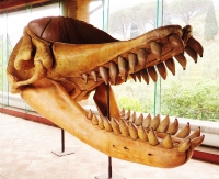 Livyatan melvillei Sperm Whale Tooth, adult
