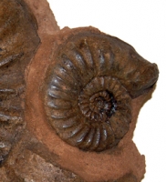 Asteroceras obtusum, ammonite