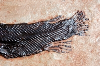 Lepisosteus strausi , Messel garpike fish