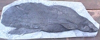 Scaumenacia curta (Lungfish)