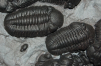 Phacops rana, Trilobite Mass Mortality Plate
