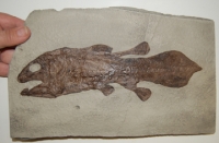 Coelacanth, fish