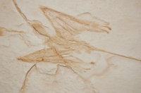 Sharovipteryx mirabilis, early gliding reptile