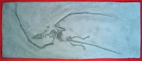 Campylognathoides liasicus, Pittsburgh Specimen pterosaur #10