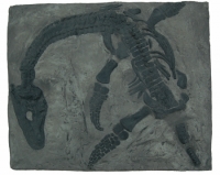 Plesiosaurus macrocephalus, juvenile
