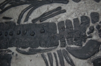 Plesiosaurus macrocephalus, juvenile Found by Mary Anning