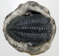 Metacantina barrandea, trilobite