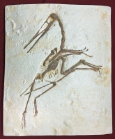 Pterodactulus antiquus #6