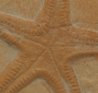 Starfish (Class Asteroidea)