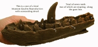 Megalosaurus Jaw & Teeth