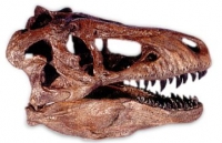 T. rex Skull 1:9 Scale