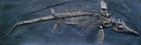 Ichthyosaurus intermedius, marine reptile