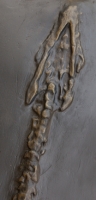 Plesiosaurus dolichodeirus